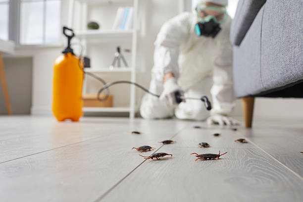 Affordable Cockroach Control solutions in Aiea, HI